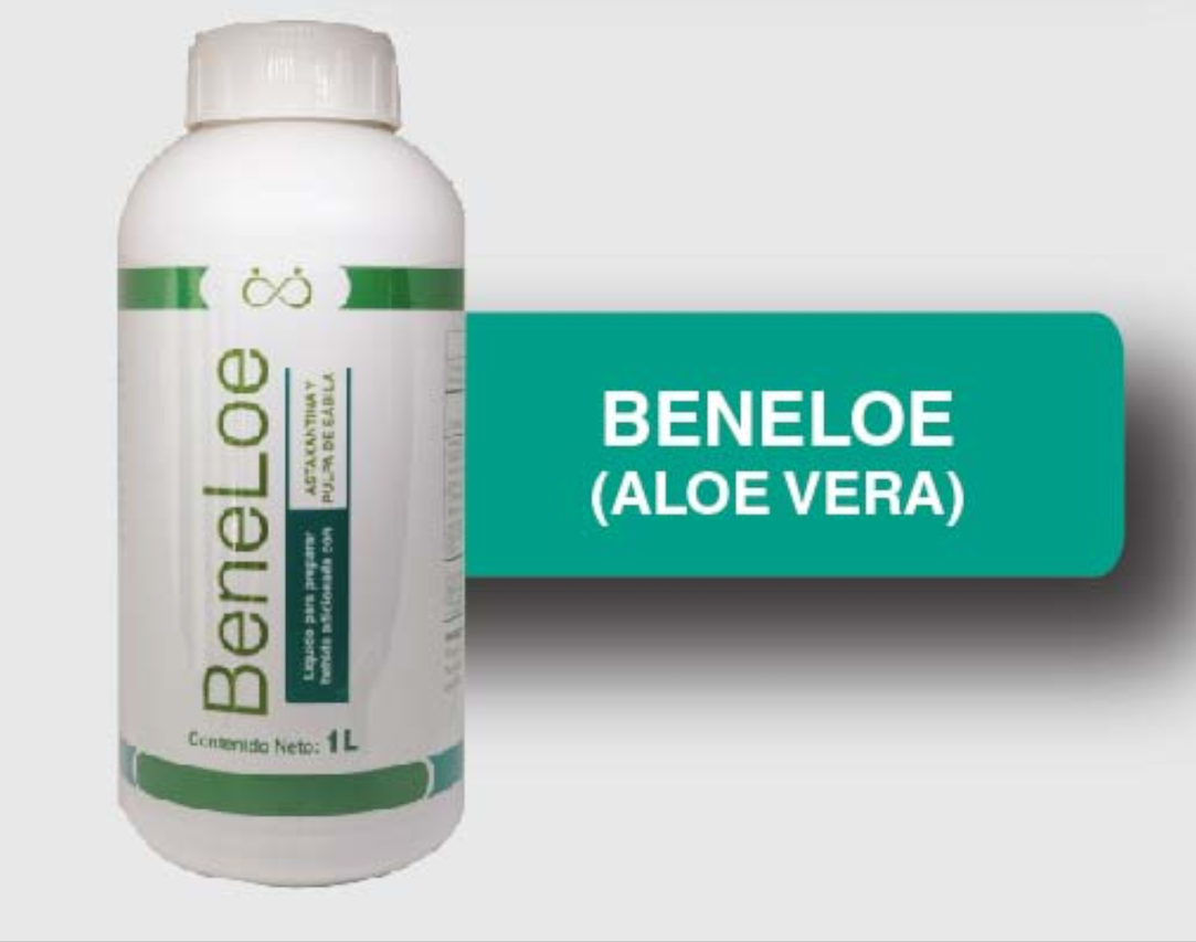 <span style="font-weight: bold;">BENELOE </span>